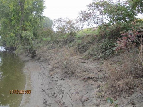 Vegetated River Bank Stabilization, Nature Based Solution