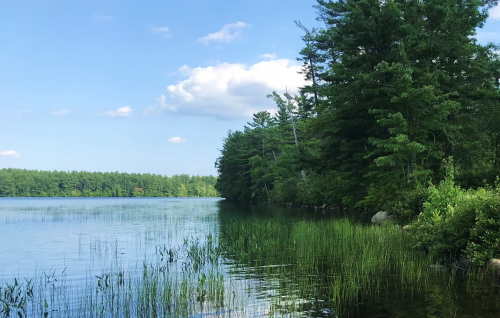 Lake Massabesic Aquatic Vegetation Assessment and Management Plan